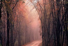 多多28官网：篮球——WCBA季后赛：四川蜀道远达胜黑龙江上东.